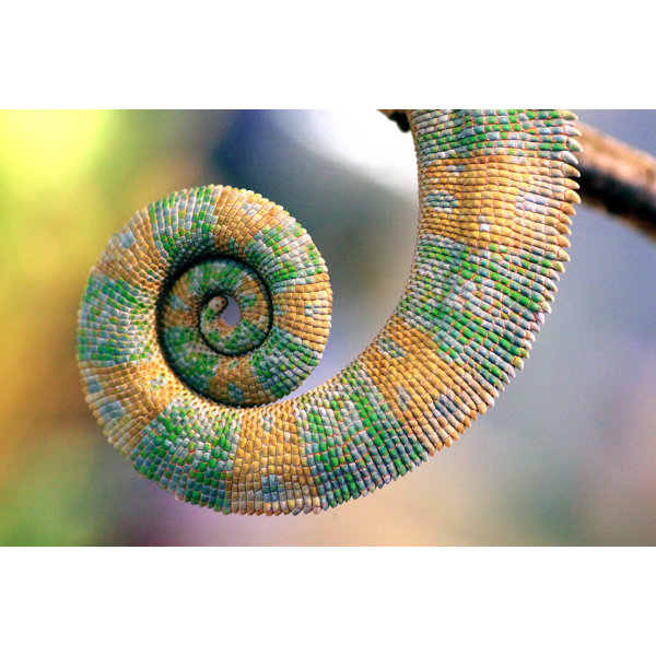 Hokku Designs Tail Of Chameleon On Canvas Print | Wayfair